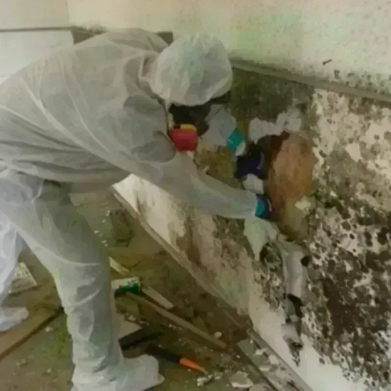 Mold Remediation and Removal in Saint George, FL